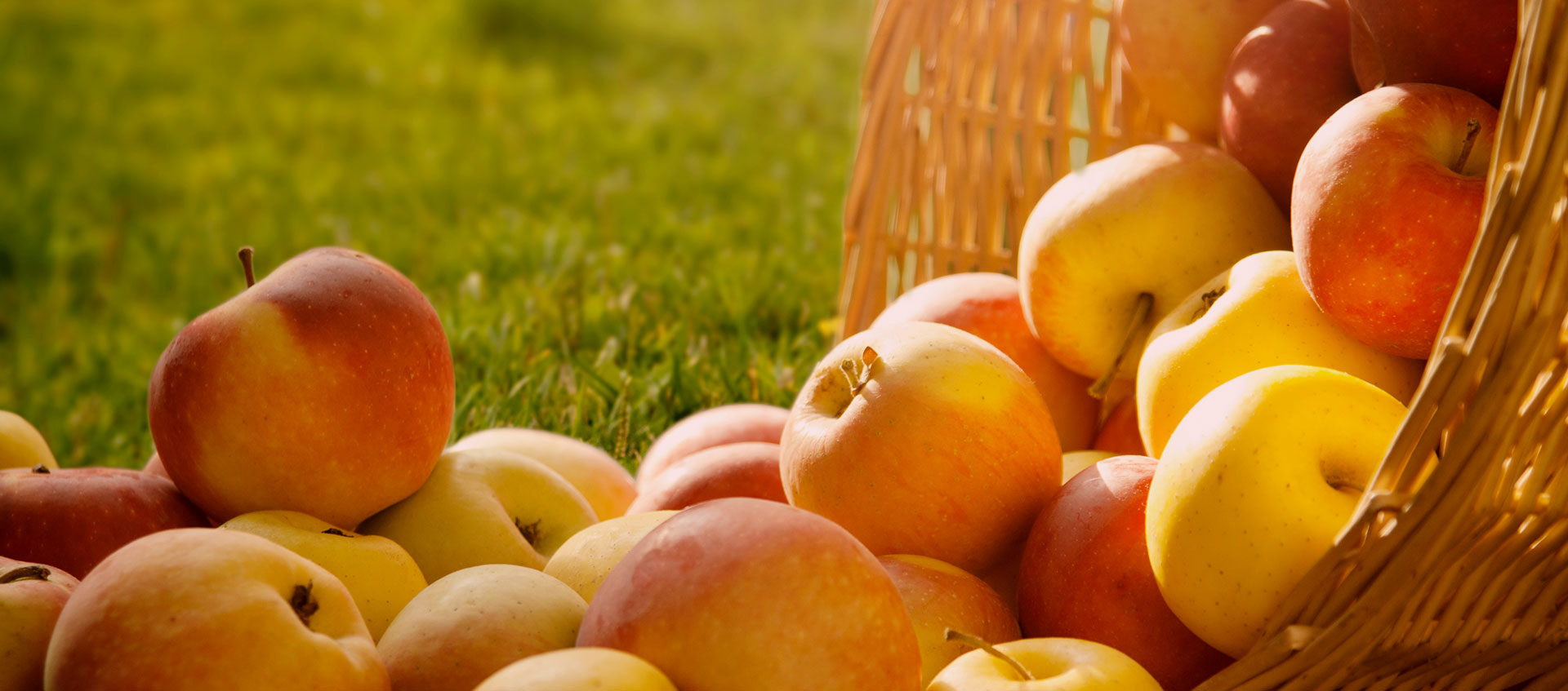 甄選品質原料 · 從源頭把控品質 甄選品質原料 · 從源頭把控品質